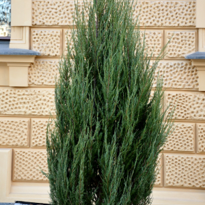 Juniperus chinensis 'Blue Point'