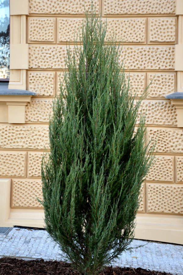 Juniperus chinensis 'Blue Point'