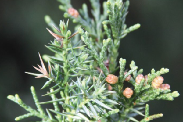 Juniperus chinensis 'Blue Point'