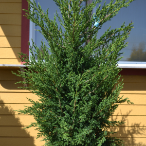 Juniperus chinensis 'Mountbatten'
