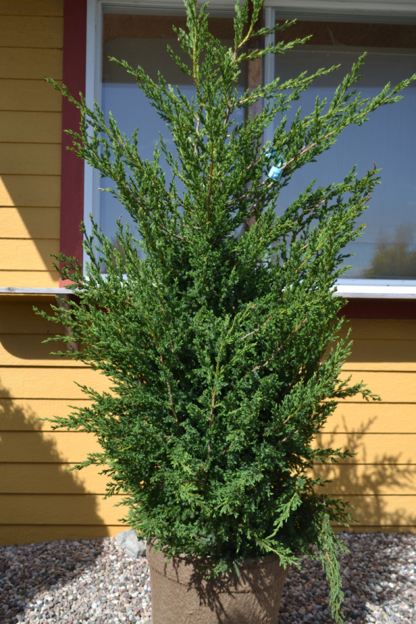 Juniperus chinensis 'Mountbatten'