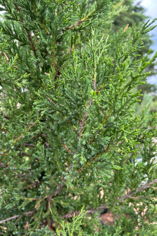 Juniperus chinensis 'Mountbatten'
