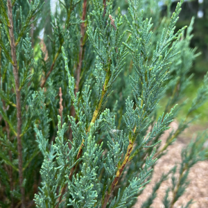 <b><i>Juniperus scopulorum <br>'Blue Arrow'</b></i><br>Genévrier des Rocheuses <br>'Blue Arrow'