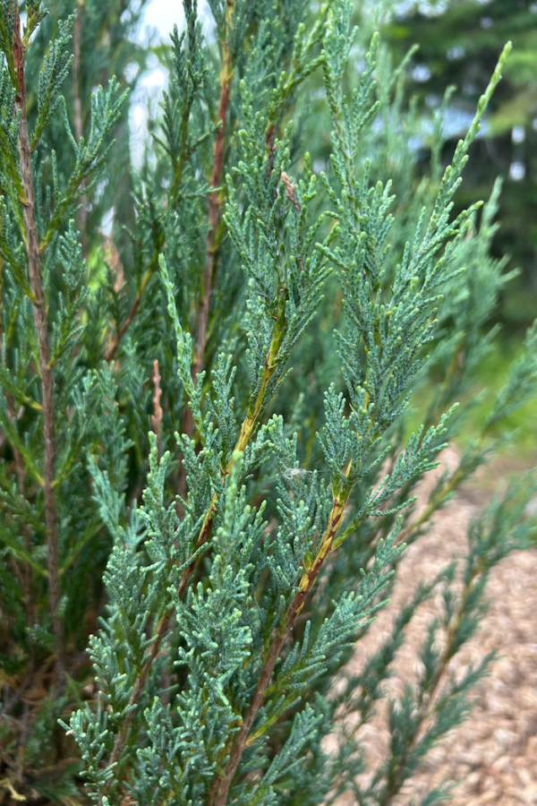 <b><i>Juniperus scopulorum <br>'Blue Arrow'</b></i><br>Genévrier des Rocheuses <br>'Blue Arrow'