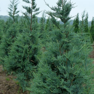 Juniperus scopulorum 'Blue Heaven'