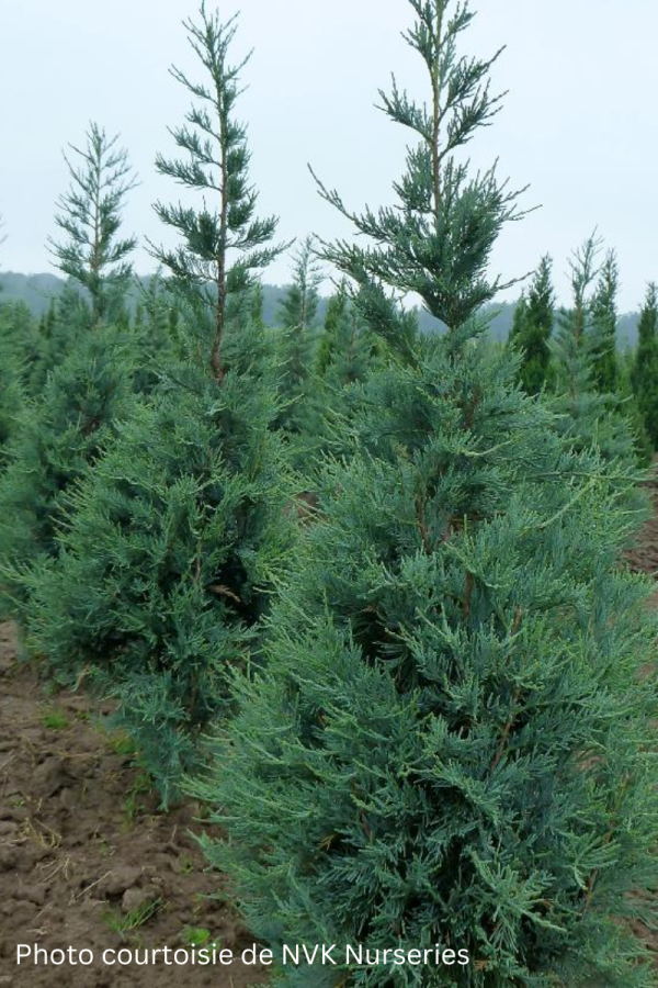 Juniperus scopulorum 'Blue Heaven'