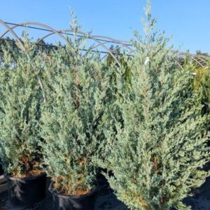 Juniperus scopulorum 'Wichita Blue'