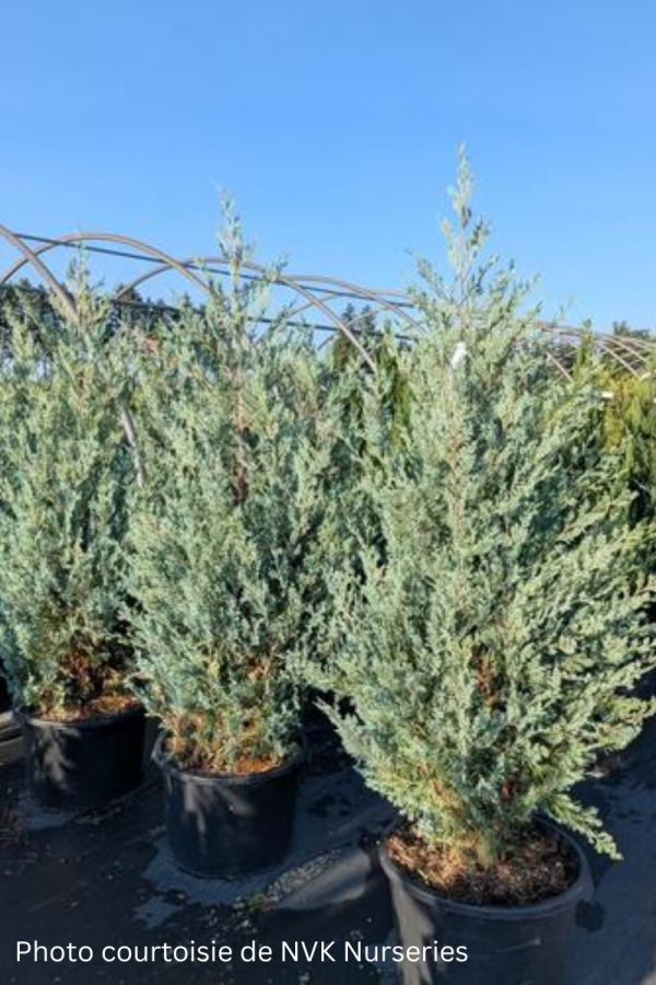 Juniperus scopulorum 'Wichita Blue'