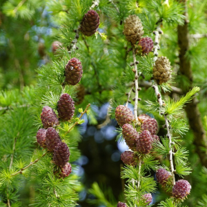 Larix decidua 'Pendula'