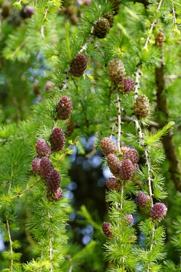 Larix decidua 'Pendula'