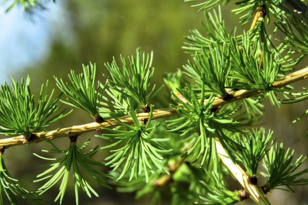 Larix decidua 'Pendula'