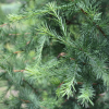 Larix laricina