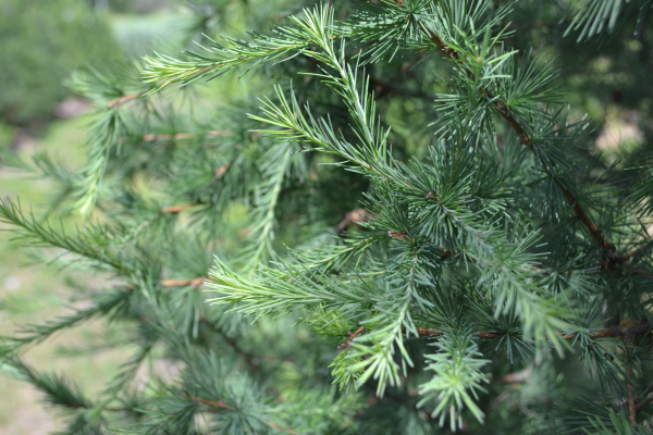 Larix laricina