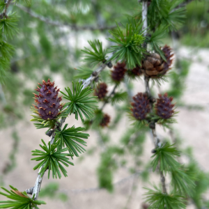 Larix laricina