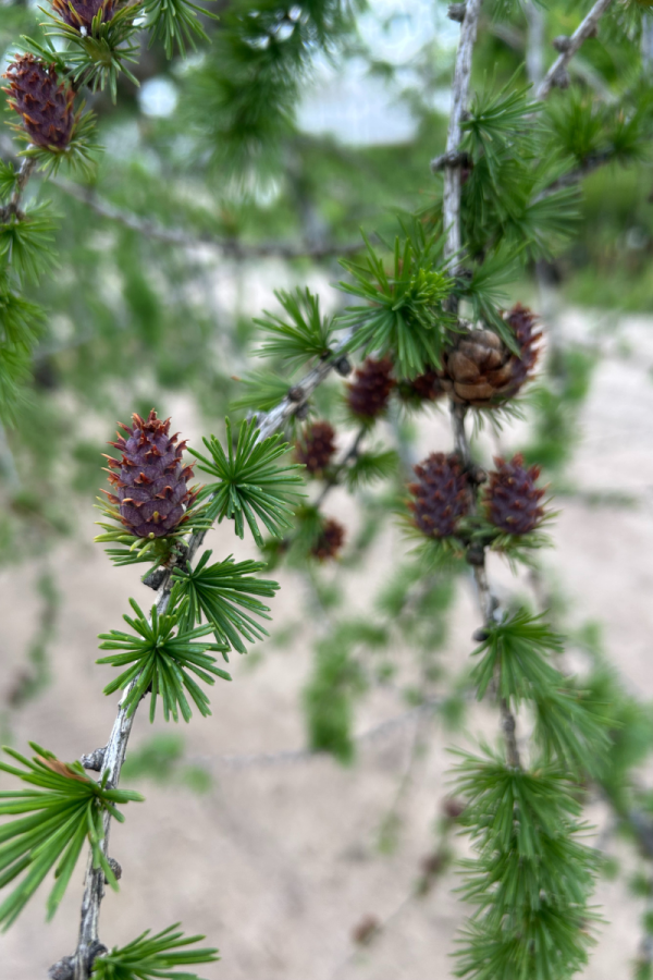 Larix laricina
