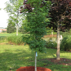 Liquidambar styraciflua 'Worplesdon'