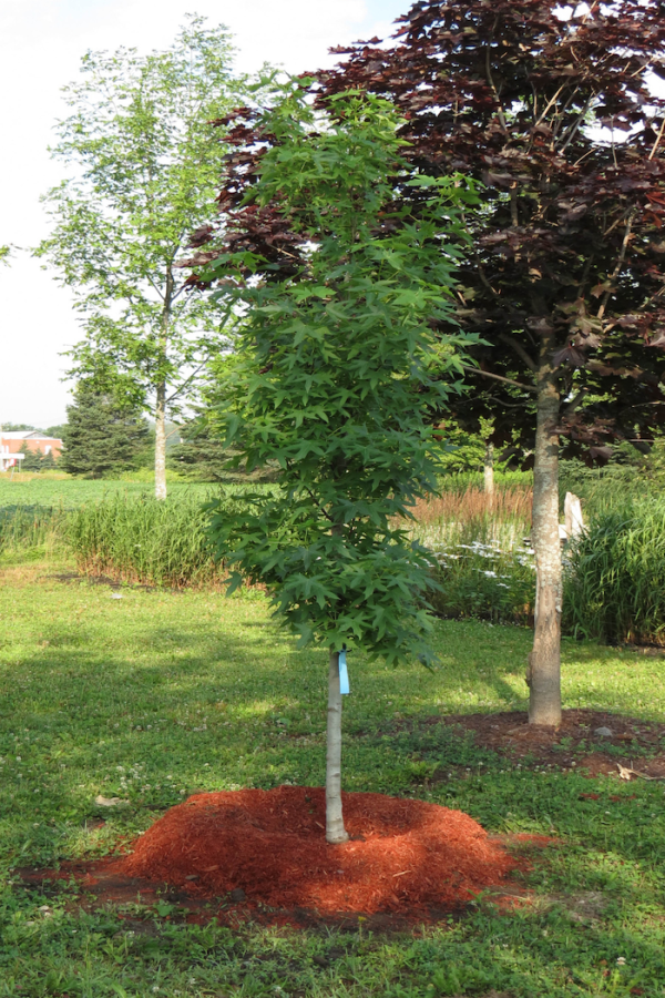 Liquidambar styraciflua 'Worplesdon'