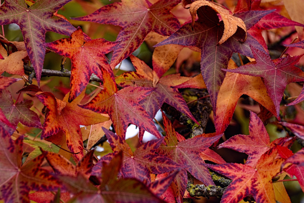 Liquidambar styraciflua 'Worplesdon'
