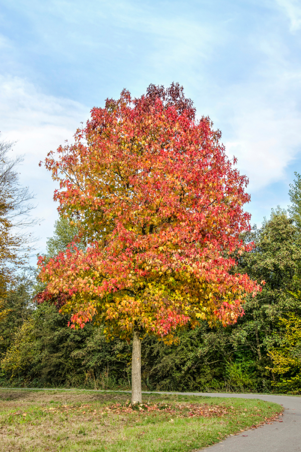 Liquidambar styraciflua 'Worplesdon'