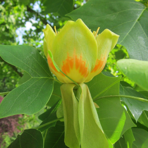 Liriodendron tulipifera
