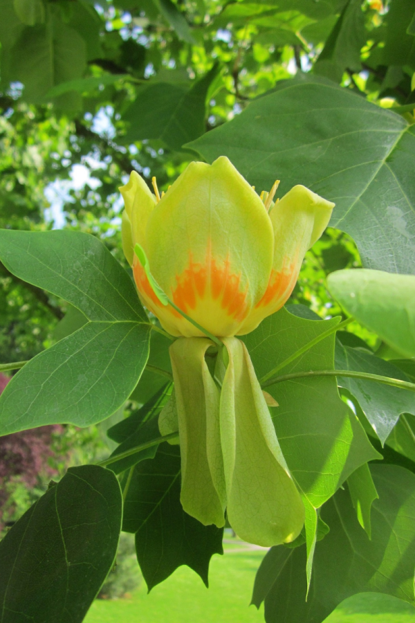 Liriodendron tulipifera