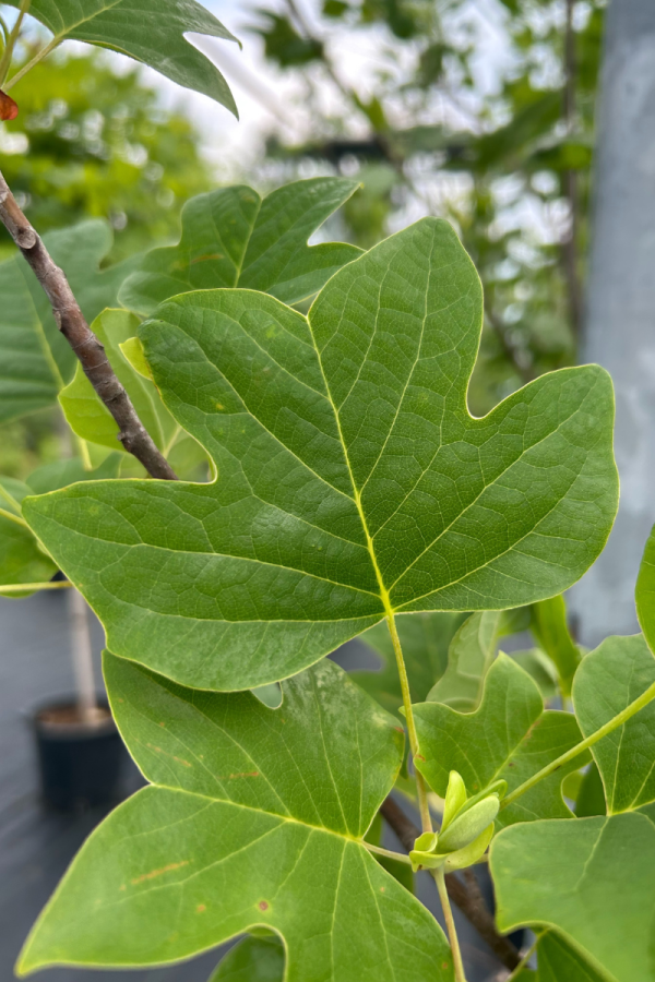Liriodendron tulipifera