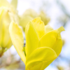 Magnolia x 'Butterflies'