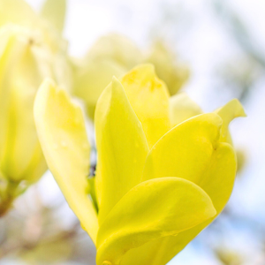 Magnolia x 'Butterflies'