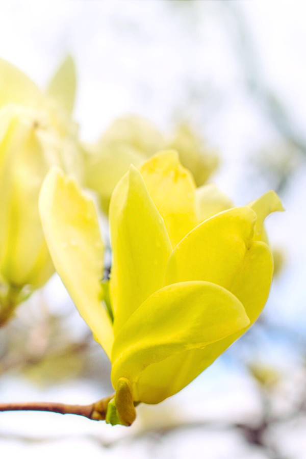 Magnolia x 'Butterflies'