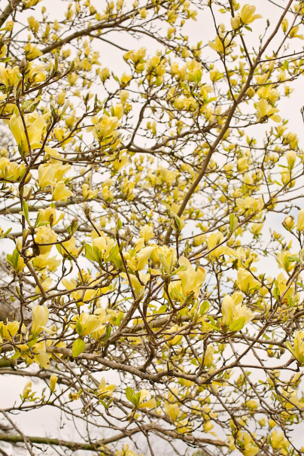Magnolia x 'Butterflies'