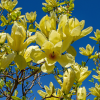 Magnolia x 'Butterflies'