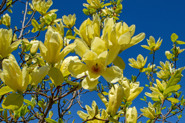 Magnolia x 'Butterflies'