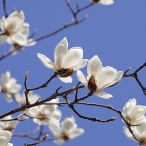 Magnolia x loebneri 'Merrill'