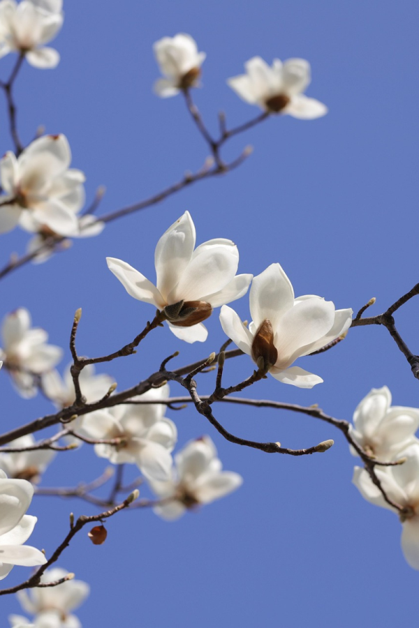 Magnolia x loebneri 'Merrill'