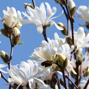 Magnolia stellata 'Royal Star'