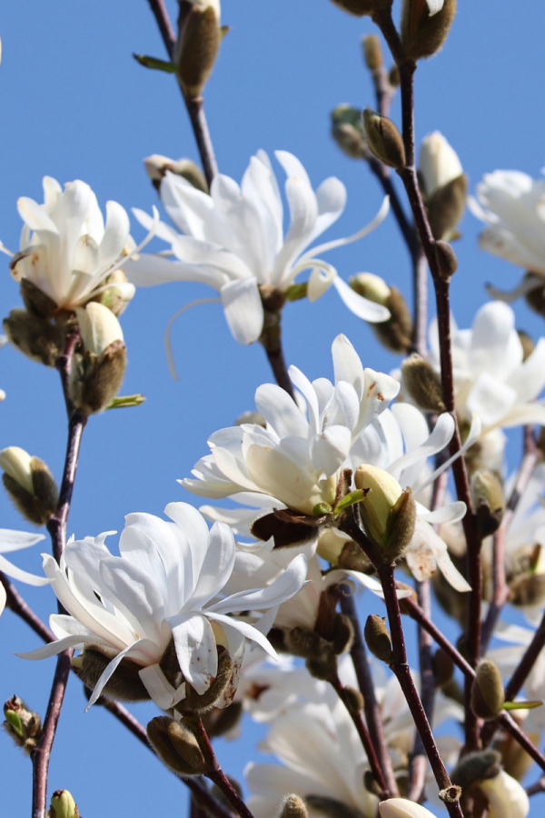 Magnolia stellata 'Royal Star'