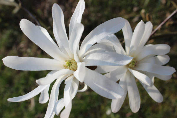 Magnolia stellata 'Royal Star'