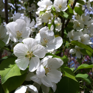 Malus baccata 'Columnaris'