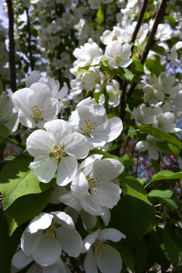 Malus baccata 'Columnaris'