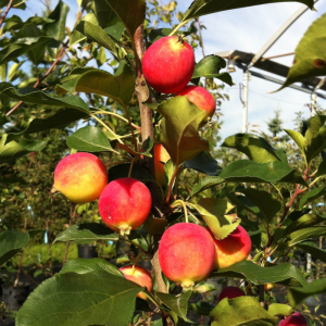 Malus 'Dolgo'