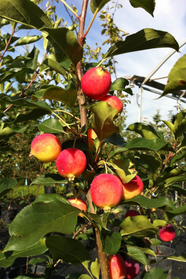 Malus 'Dolgo'