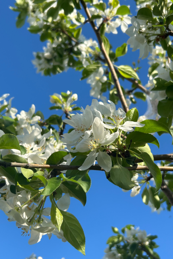 Malus 'Dolgo'