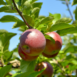 Malus domestica 'Cortland'