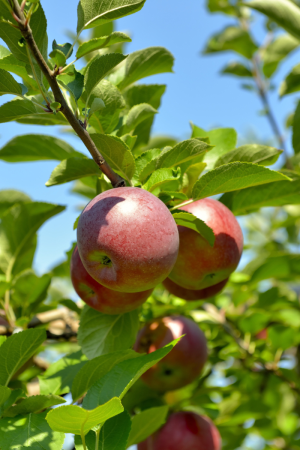 Malus domestica 'Cortland'