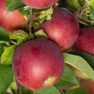 Malus domestica 'Empire'