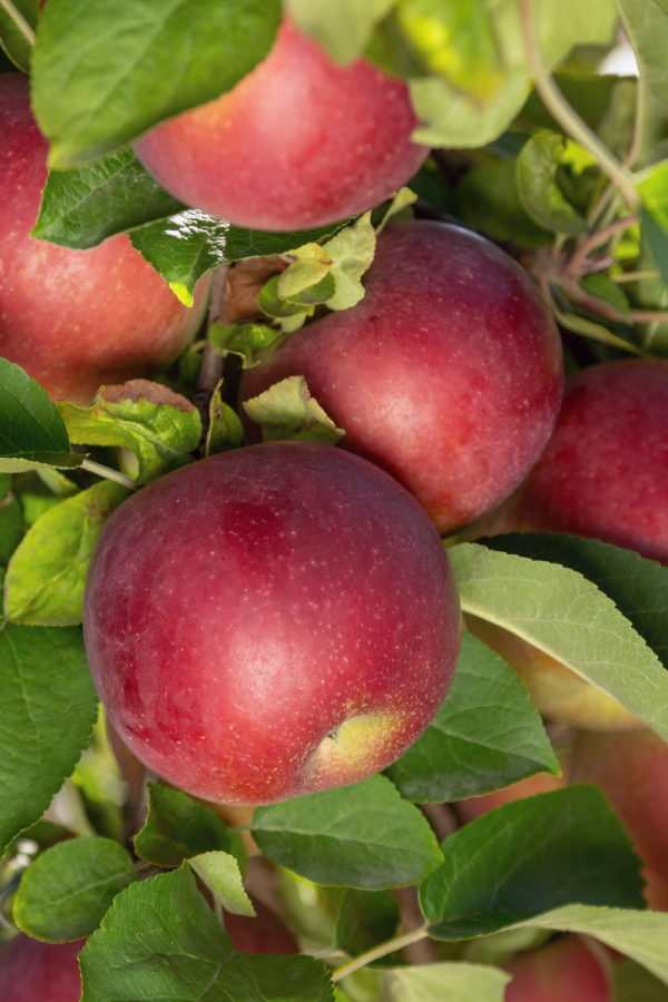 Malus domestica 'Empire'