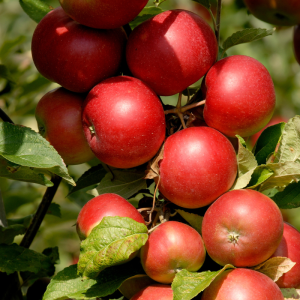 Malus domestica 'Freedom'