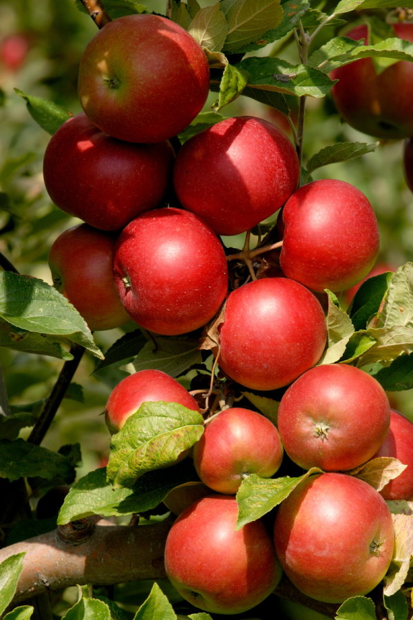 Malus domestica 'Freedom'
