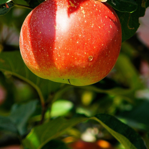 Malus domestica 'Lobo'