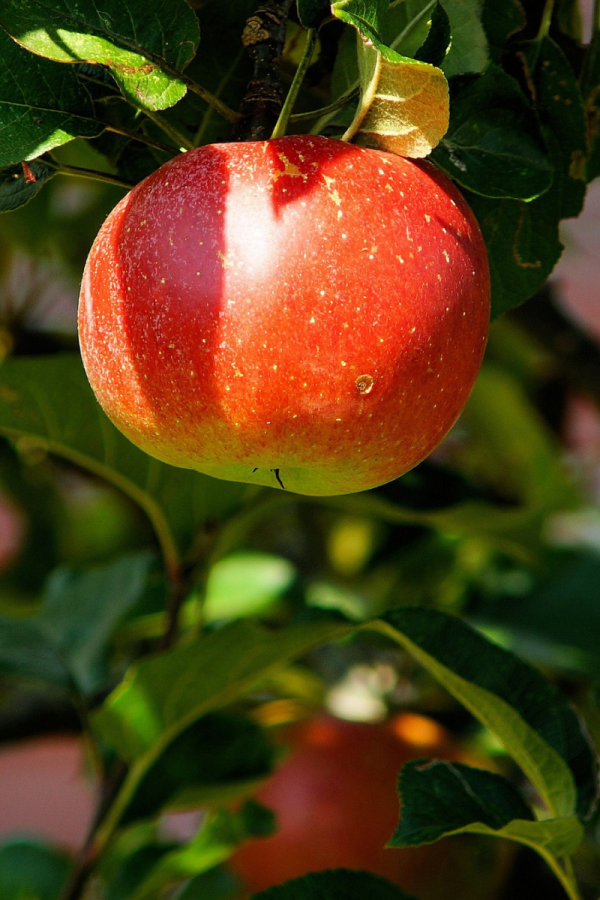Malus domestica 'Lobo'